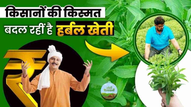 हर्बल खेती का बिजनेस
